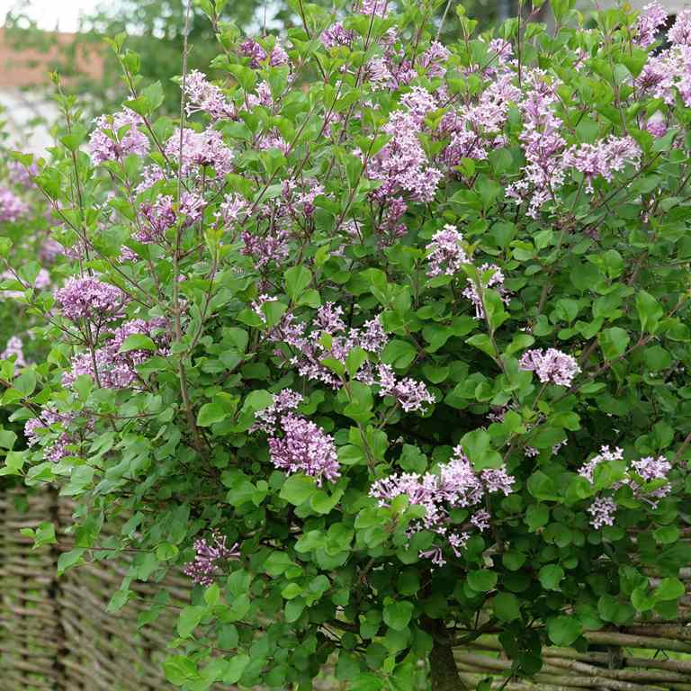 Syringa meyeri ‘Palibin‘
