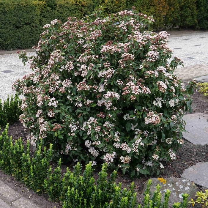 01 Viburnum tinus 'Eva Price'