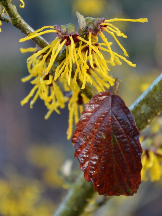 Hamamelis x intermedia 'FSJ'